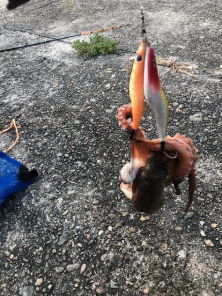 オクトッパッシング