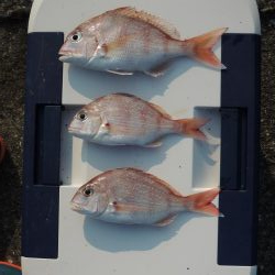 猛暑の投げ釣り