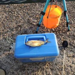 夏のエビ撒き釣り