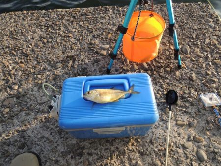 夏のエビ撒き釣り