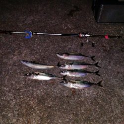 おおお　おおサバ　アゲイン