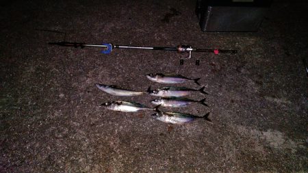 おおお　おおサバ　アゲイン