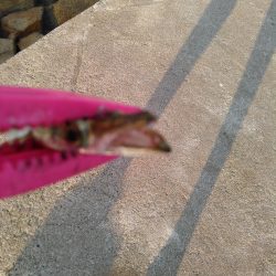 ライトショアジギング