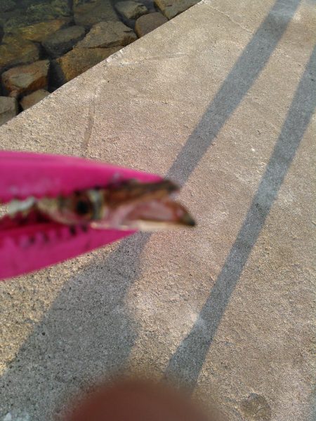 ライトショアジギング