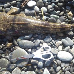 ゴミだらけの片浜