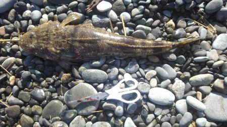 ゴミだらけの片浜