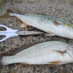 去年より小さい(・・;)