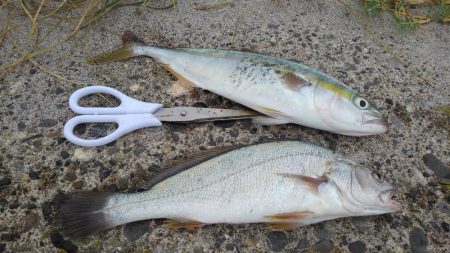 去年より小さい(・・;)