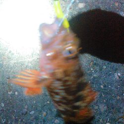 浜名湖 ライトゲーム