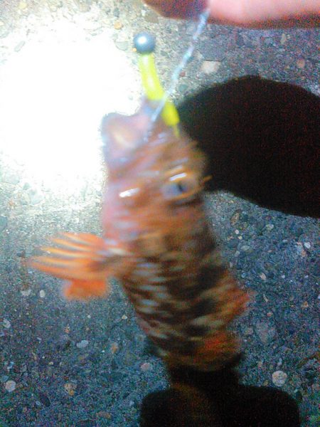 浜名湖 ライトゲーム