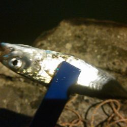 浜名湖 ライトゲーム