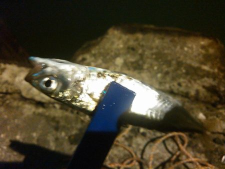 浜名湖 ライトゲーム