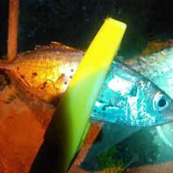 浜名湖 アジング ナイトゲーム