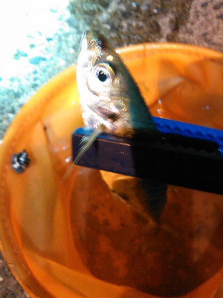 浜名湖　アジング