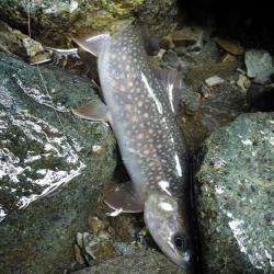 ルアーの違いで！？