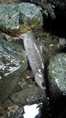 ルアーの違いで！？