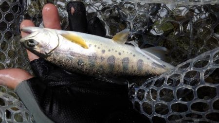 アタリがないのに！？