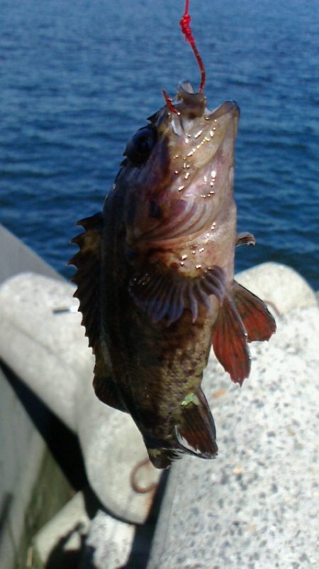 久しぶりのLSJボウズ