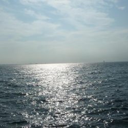 もう少しでブリ!!