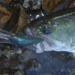 浮きゴミ狙いで