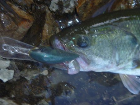 浮きゴミ狙いで