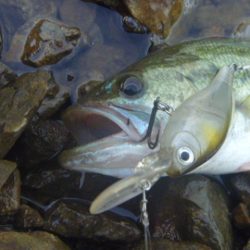 トゥイッチ、ポーズで