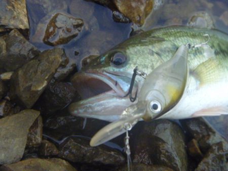 トゥイッチ、ポーズで