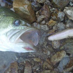 ノーシンカーリグ