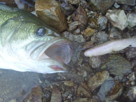 ノーシンカーリグ