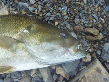 浮草、アオコ発生