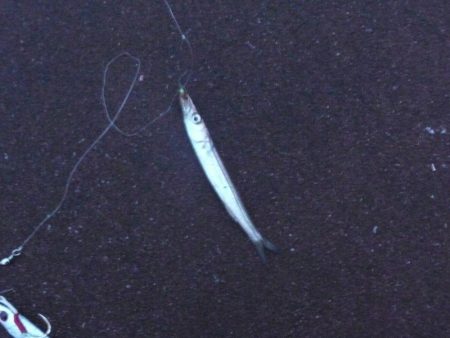 チビカマス回遊確認