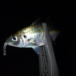 20cmクラス連発! 2.5時間釣行(^^)