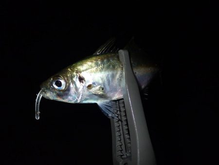 20cmクラス連発! 2.5時間釣行(^^)