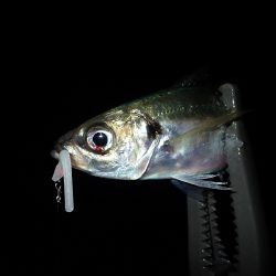 やっぱり下げ潮！