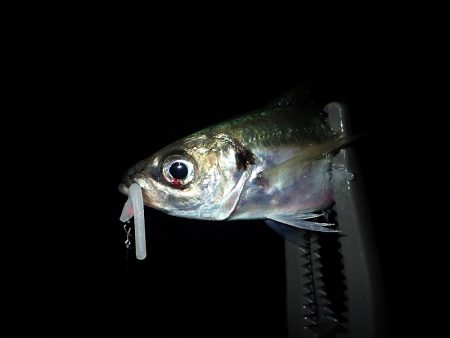 やっぱり下げ潮！