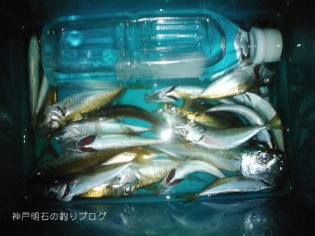 ファミリーで少し釣行