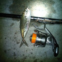 半夜の紀州釣り