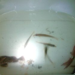 泳がせでケンサキイカ