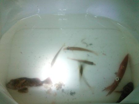 泳がせでケンサキイカ