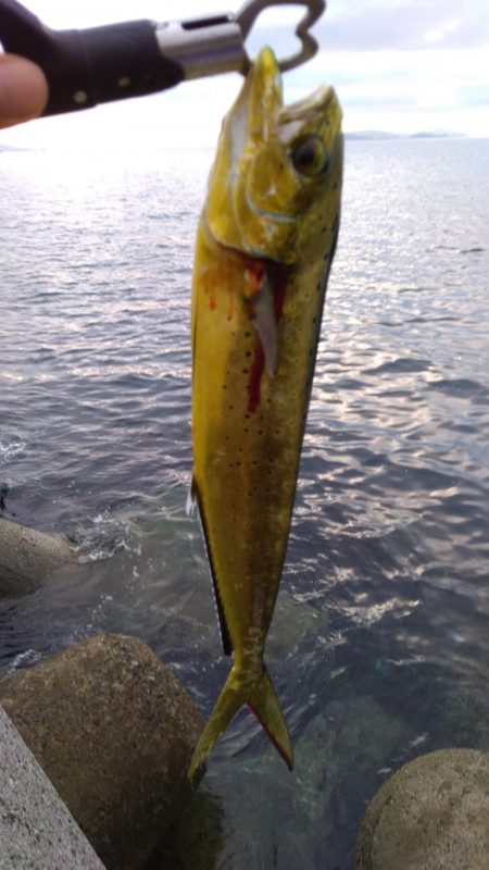 今日もペンペン祭り