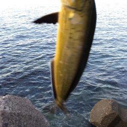 ダイソージグで青物