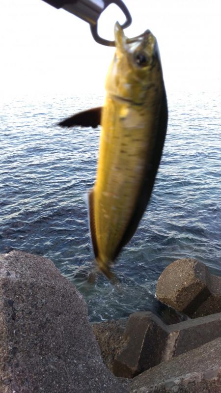 ダイソージグで青物