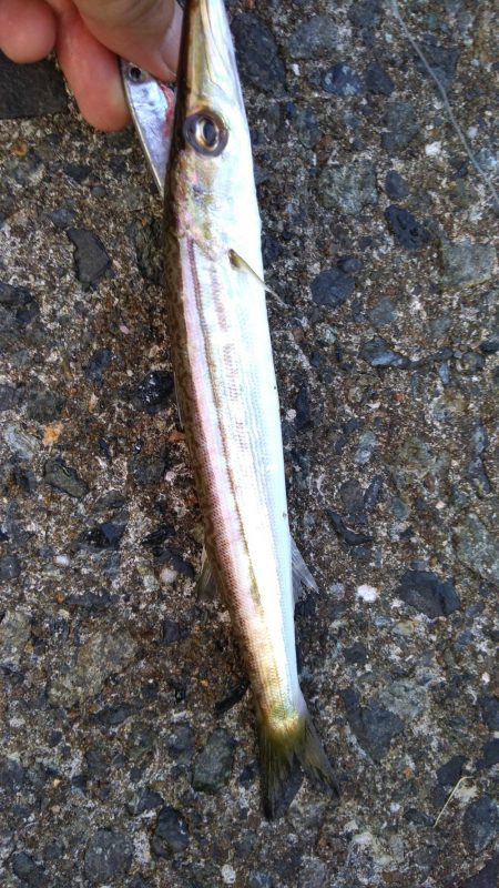 夕マズメショアジギング