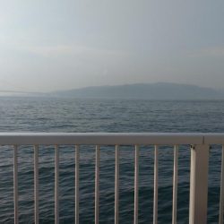 ぷりぷりツバス