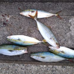 沖堤防 ハマチとツバス 爆