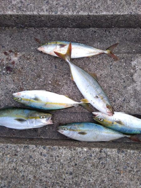 沖堤防 ハマチとツバス 爆