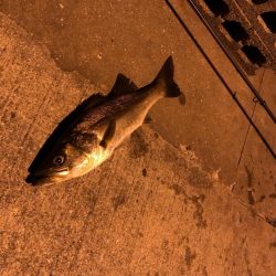 初めてのシーバス・・・フッコ?