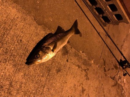 初めてのシーバス・・・フッコ?