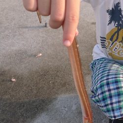 タチウオしぶい