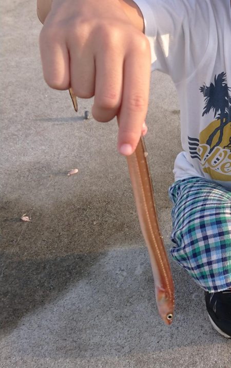 タチウオしぶい